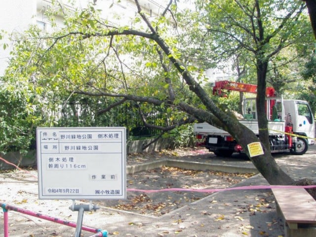 小金井市内公園 倒木処理